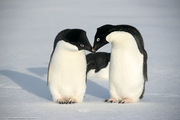 У пингвинов Адели только один партнер на всю жизнь, и они "делают предложение", вручая своей избраннице идеальный камешек.