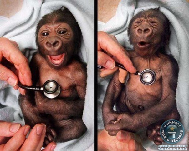 Малыш гориллы в зоопарке Мельбурна и его реакция на стетоскоп.