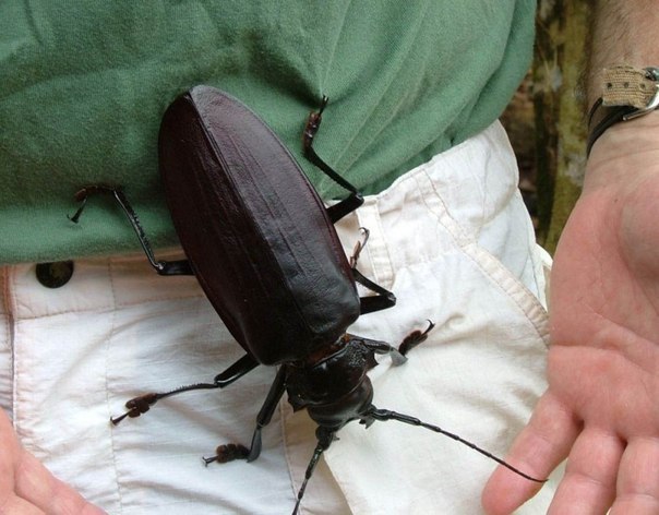 Первое место в звании «Самого крупного насекомого в мире» заслуженно присуждается дровосеку-титану (лат. Titanus giganteus), чья длина тела может достигать 17, а по некоторым данным и 21 сантиметра!