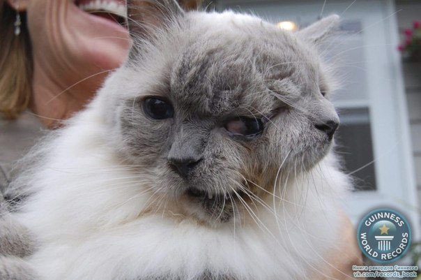 Двухголовый кот из штата Массачусетс, у которого двойная кличка Фрэнк и Луи вчера попал во все новостные ленты мира. Он был занесен в Книгу рекордов Гиннесса, так как отпраздновал свое 12-летние.