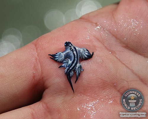 Это – Голубой Дракон или Морская Ящерица Glaucus atlanticus.
