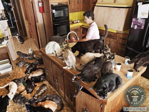 Самое большое количество кошек завела в своем доме калифорнийка Линеа Латтанцио. Сейчас у нее насчитывается более 700 котов. Женщина не страдает психическими отклонениями, просто ей нравится ухаживать за бездомными животными. Ютить у себя кошек Линеа начала еще в 1981 году.