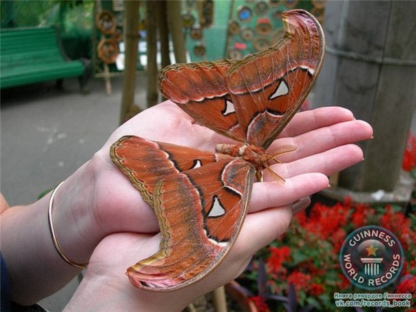 Тизания агриппина (Thysania agrippina) - самая большая в мире бабочка по размаху крыльев, который достигает до 30,5 см, что крупнее чем у целого ряда птиц. Данная бабочка, вырастающая до поистине впечатляющих размеров, относится к семейству ночных бабочек Совок и населяет девственные влажные леса Южной Америки.