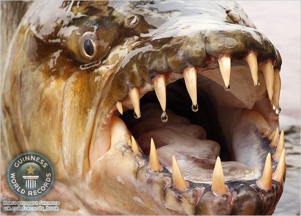 Большая тигровая рыба живёт в бассейне реки Конго (Африка). Это единственная рыба, которая не боится крокодилов и даже иногда проглатывает тех, что помельче, целиком. Известны редкие случаи, когда эта рыба нападала и на человека.