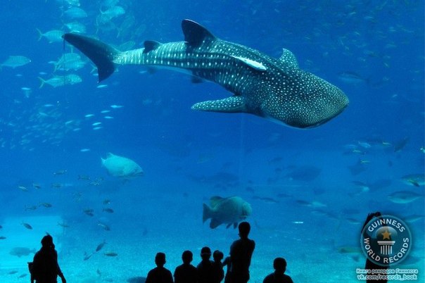 Считается, что самая большая рыба в мире – это китовая акула. Об этой рыбе узнали сравнительно недавно, в 1828 году. Китовые акула обитают в не очень глубоких и сравнительно теплых морях, но иногда их встречали и в других местах.