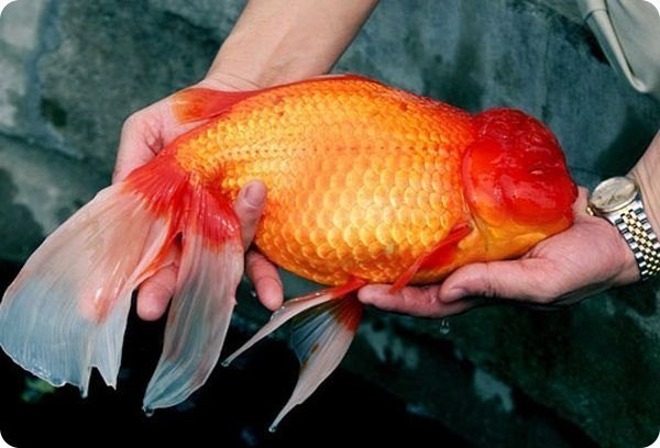 Золотая рыбка Брюс — самая крупная на Земле (40 см в длину)