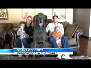 Самая большая собака в мире попала в книгу рекордов Гиннесса!