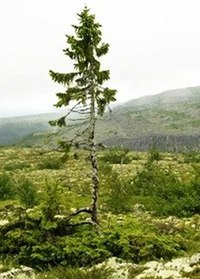 Самое возрастное дерево на Земле растет на склоне горы Фулуфьяллет в Швеции. Согласно подсчетам ученых ели "Старая Тйикко" исполнилось 9550 лет.