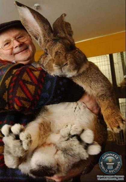 Ральф - самый крупный кролик в мире, его вес превышает 25 килограммов, а в длину он уже более 130 сантиметров. Ральфу всего 12 месяцев, но он уже победил по размером свою мать, бывшую чемпионку мира, которая записана в Книге рекордов Гиннесса.