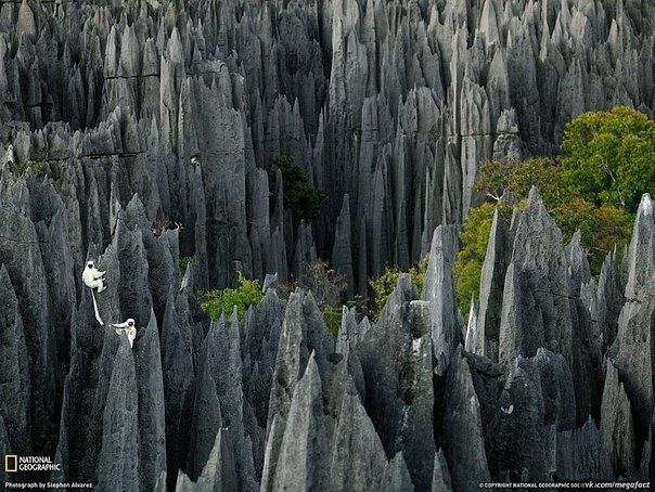 Каменный лес Мадагаскара.