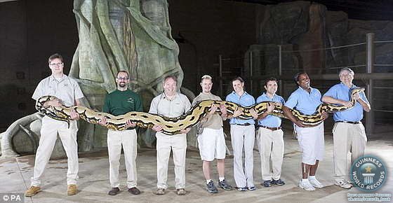 Самая длинная змея в неволе - питон по кличке Пушистый (Fluffy) из зоопарка в Колумбусе , штат Огайо, США, длина которого 7,3 метра.