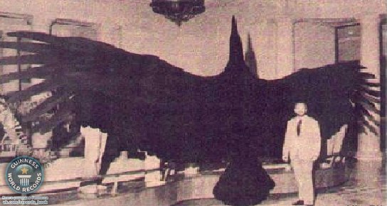 Тераторн (Argentavis magnificens) был предком гигантского кондора. Размах крыльев этой птицы достигал до 9 метров. Вес птицы превышал 90 килограмм.