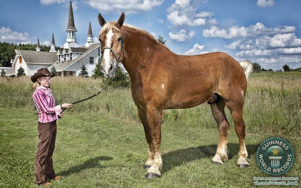 Большой Джек – 9-летний конь бельгийской породы является самой крупной в мире лошадью. Высота Джека – 20 ладоней 2.75 дюймов. Конь живет на ферме в Пойнетте, штат Висконсин, США. (Guinness World Records/PA)