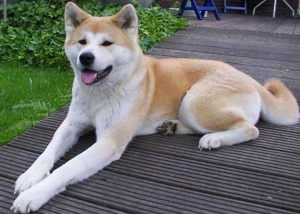 Самая древняя порода собак — Акита-ину (японская собака акита).