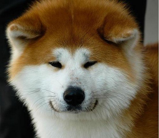 Самая древняя порода собак — Акита-ину (японская собака акита).