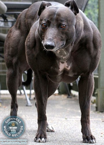 Гончая по кличке Венди считается самой мускулистой собакой в мире, передают «Сутки». Люди по ошибке называют Большую Венди питбуллем, но этот песик - самая натуральная, но очень необычная гончая.Все привыкли, что гончие - это обычно плоские, поджарые собаки. Однако с Венди произошла редкая генетическая мутация. Она весит 27 кг и вся в буквальном смысле состоит из мускулов. Забудьте о так называемых шести кубиках пресса - у Венди их 24! А мышцы на шее выпирают настолько, что похожи на гриву. 