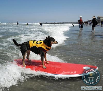 Самая длинная дистанция, пройденная собакой на доске для серфинга Собака породы австралийский келпи по кличке Эбби поймала волну и проскользила на доске для серфинга 65 метров.