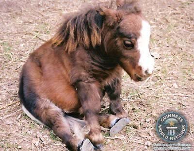 Самая маленькая лошадь в мире живет на ферме в Сент-Луисе (США, штат Миссури). Лошадка по кличке Тамбелина является именно лошадью, а не пони, но по размерам она еще меньше пони. Ее рост в холке – всего 44,5 см, то есть меньше роста среднестатистической лошади в три раза. Вес Тамбелины составляет всего 26 килограмм. Этот рекорд занесен в Книгу рекордов Гиннеса в 2006 году и до сих пор ни одна лошадка не смогла его побить.