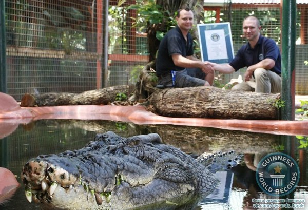 Самый большой крокодил в неволе живет в Австралии. Его зовут Кассиус, при весе почти в тонну, его длина составляет около 6 метров.