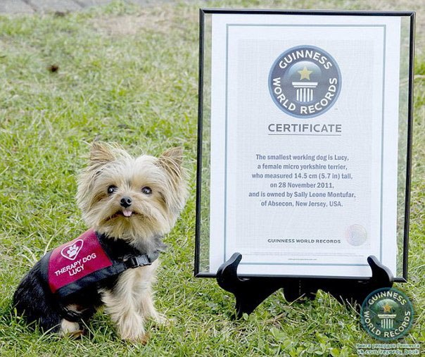 Крошечная Люси, которая является 15-сантиметровым йоркширским терьером, нашла свое место в престижной Книге рекордов Гиннеса - песика назвали самой маленькой служебной собакой в мире