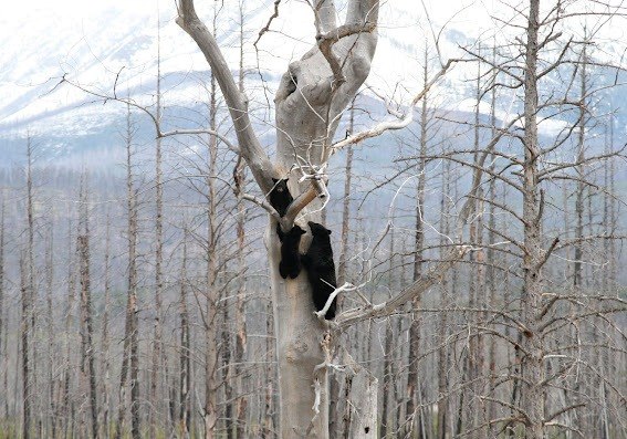 Cindy Houk, автор фото: «Медведица и ее медвежата провели зиму в дупле, которое видно на снимке прямо над их головами. Мы наблюдали, как медведи поднимаются и забираются в свой "дом". Это был второй раз, когда мы видели медвежье семейство на этом дереве».