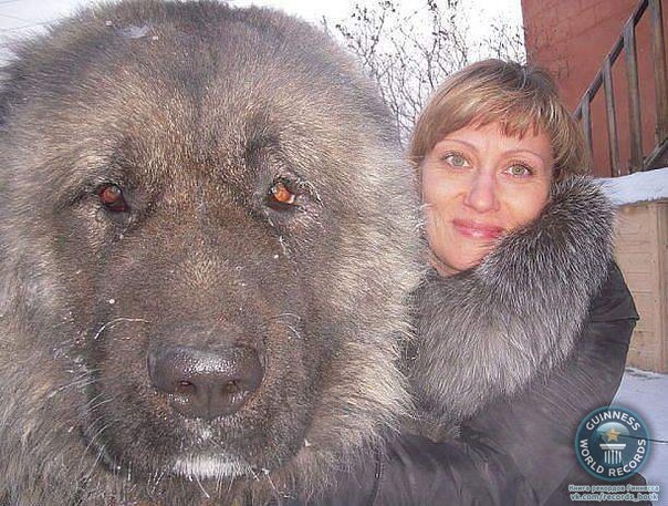 Тибетский мастиф - Самая большая и самая дорогая собака в мире, её вес достигает около112 кг.