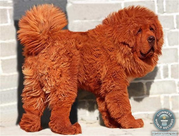 Щенок красного Тибетского мастифа стал самой дорогой собакой в мире после того, как его продали за рекордные 1,5 миллиона долларов.