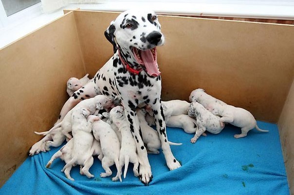Великобритания. Далматиниха Кнопка из городка Мелтон Моубрей побила свой собственный рекорд. В 2007 году она родила пятнадцать щенков, а на днях принесла своим счастливым хозяевам аж восемнадцать маленьких кнопочек.