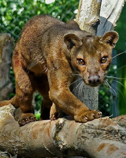 Фосса — самое крупное хищное млекопитающее острова Мадагаскар.