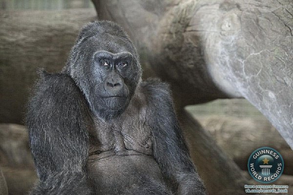 Коло (дата рождения – 22 декабря 1956 года) – первая в истории горилла, родившаяся в неволе, в настоящее время живёт в зоопарке Колумбус, штат Огайо, и в возрасте 51 года является самой старой гориллой, живущей в неволе.