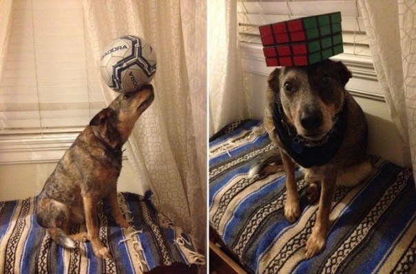 Австралийский пастуший пёс по кличке Джек обладает настоящим талантом к балансированию с различными предметами у себя на голове.