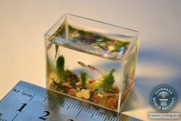 Две чайные ложки воды – таков объем самого маленького в мире аквариума!