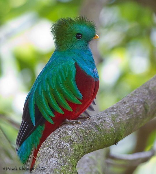 Квезаль - редкая птица, вымирающий вид. Священная птица майя.