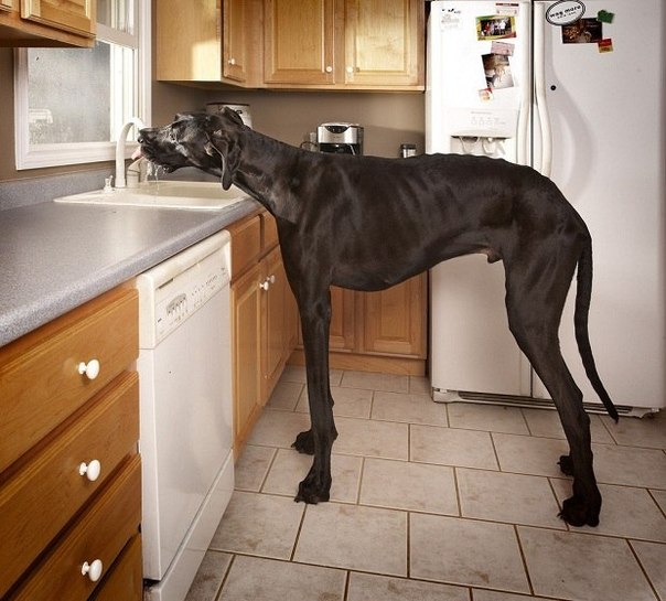 Зевс – самая высокая собака в мире. Ее рост – 111 см.