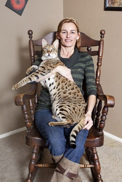 Кошка по имени Трабл («Неприятность») признана самой высокой в мире – 48,3 см.