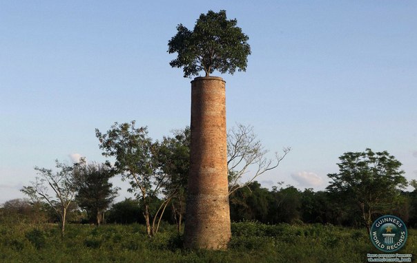 Дерево растет на самом верху дымохода. Фото сделано на заброшенном фабричном дворе в Луке, на окраине города Асунсьон, Парагвай.