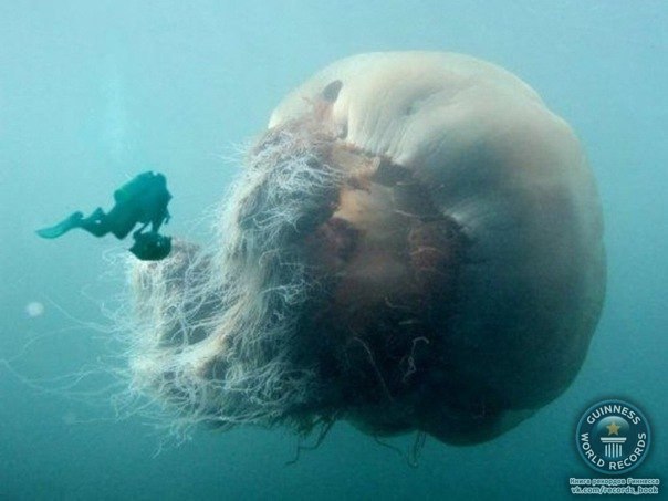 Cамая крупная медуза Мирового океана.
