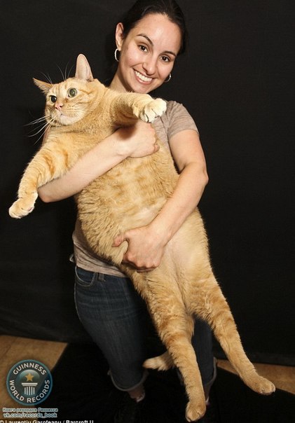 В американский питомник Animal Haven попал необычный рыжий кот по кличке Спанч Боб, вес которого зашкаливал и оказался более 15 килограммов.