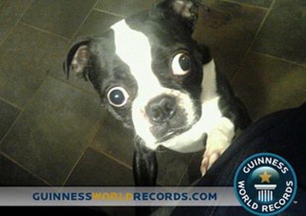 Книга рекордов Гиннеса пополнилась новым интересным рекордом - 4-летний Бруски признан собакой с самыми большими глазами в мире.