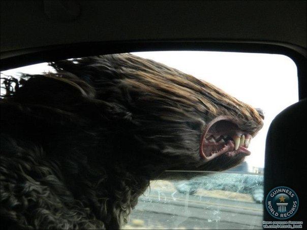 Собака, выглядывающая из окна машины во время движения.