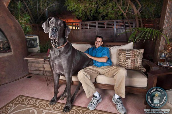 При весе в 111 кг и росте в 1 метр и 9 сантиметров Великан Джордж является рекордсменом Книги Рекордов Гиннеса, он официально зарегистрирован, как самая большая собака в мире. Стоя на задних лапах, Джордж возвышается на целых 2,2 метра.