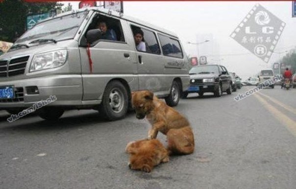 Два щенка в г. Бангкок Тайланд перебегали дорогу. Одного щенка сбила машина. Второй, не взирая на сумасшедший поток машин оставался со своим другом еще очень длительное время, пытался его вернуть к жизни, визжал и звал на помощь. Его друг так и умер.