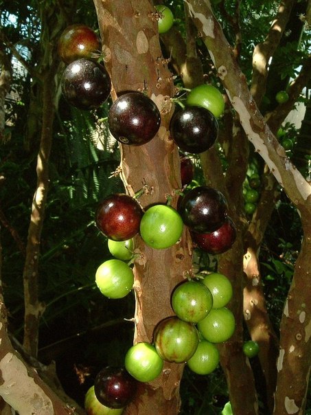 Джаботикаба – удивительное дерево