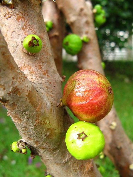 Джаботикаба – удивительное дерево