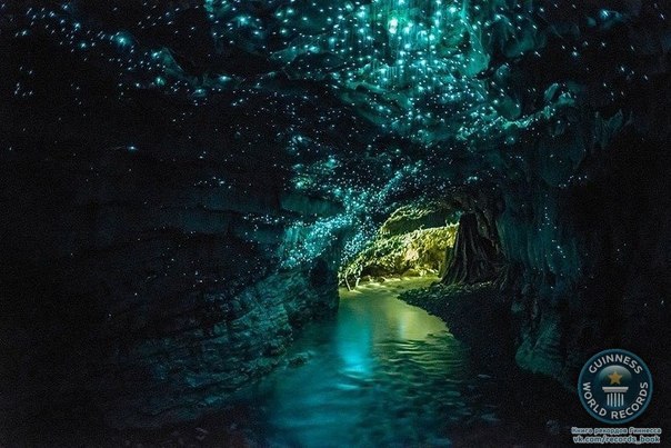 Пещеры Waitomo, известные также как Пещеры Светлячков – популярная достопримечательность в Новой Зеландии, расположенная на Северном острове. В этих пещерах обитает большая популяция светлячков Arachnocampa luminosa, крошечных биолюминесцентных созданий, производящих сине-зелёный свет.