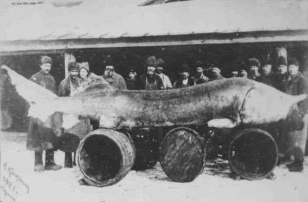 В «Исследованиях о состоянии рыболовства в России» 1861 сообщается о белуге, пойманной в 1827 г. в низовьях Волги, которая весила 1,5 т (90 пудов). 