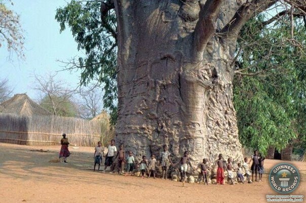 Дерево баобаб в Египте