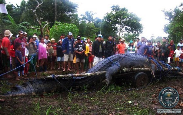 На Филиппинах поймали самого большого крокодила в мире весом более тонны и 6,4 метров в длину.