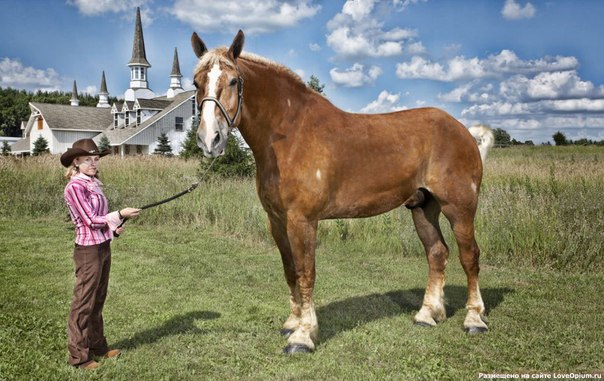 Cамая высокая лошадь. Вернее, конь по кличке «Большой Джейк», он тоже живет в США. Его рост без подков — 210.19 см.