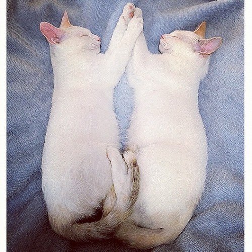 Коты-близнецы Мерри и Пиппин всегда спят в одинаковых позах, словно отражения в зеркале.